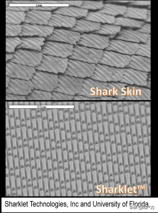 羅永浩剛剛發(fā)布的Sharklet，關(guān)鍵商標竟然已經(jīng)被別人注冊了